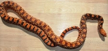Adult Blood Bull
