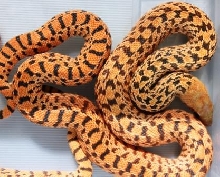 Hypo Tiger Blood Bull