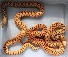 Hypo Tiger Bull vs Hypo Tiger Blood Bull 1