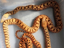 Hypo Tiger Bull vs Hypo Tiger Blood Bull 2