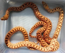 Hypo Tiger Bull vs Hypo Tiger Blood Bull 3