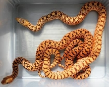 Hypo Tiger Bull vs Hypo Tiger Blood Bull 4