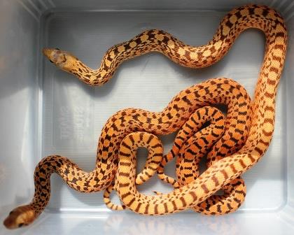 Hypo Tiger Bull vs Hypo Tiger Blood Bull 4