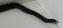 Black Pine Snake male