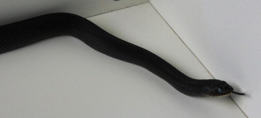 Black Pine Snake male