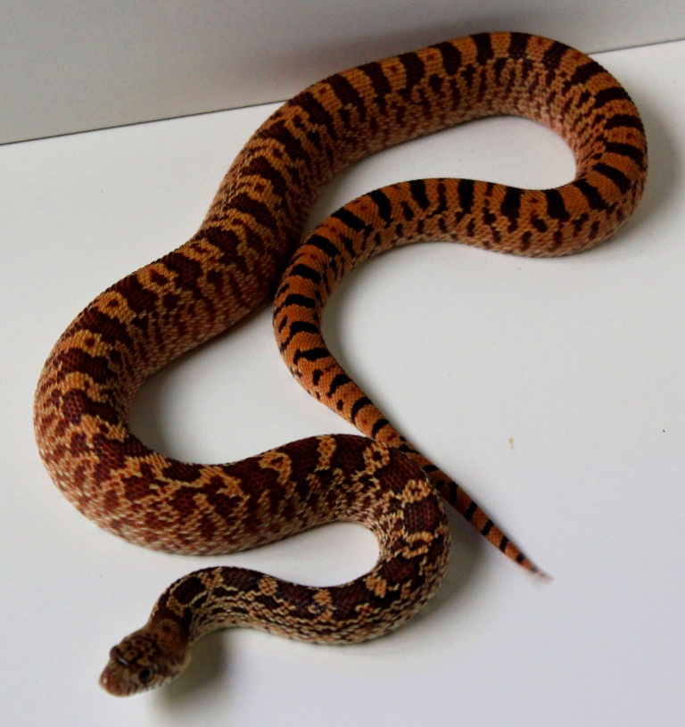 Kingsville Red Bull female