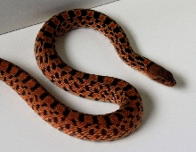 Kingsville Red Bull male