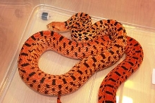 Tiger Blood Bull Snake