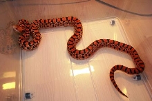 Super Blood Tiger Bull Snake