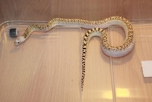 White Sided Tiger Bull Snake