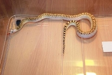 White Sided Tiger Bull Snake
