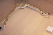 White Sided Tiger Bull Snake