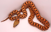 Pituophis catenifer sayi 4