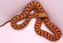 Pituophis catenifer sayi 5