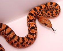 Pituophis catenifer sayi