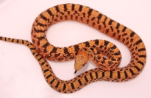 Pituophis catenifer sayi 2
