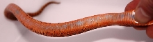 Pituophis catenifer sayi 3