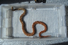 Kingsville Red Bullsnake female