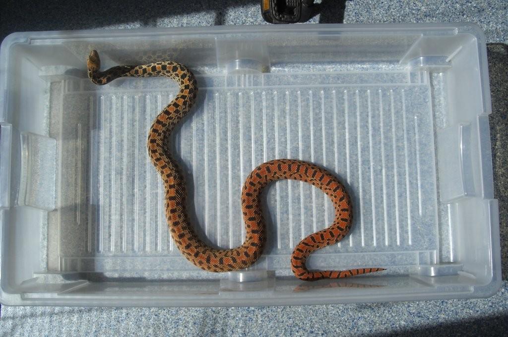 Kingsville Red Bullsnake female