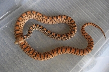 Kingsville Red Bullsnake male