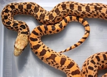Stillwater Hypo Bull