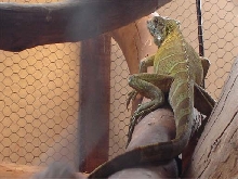 Big Fat Chico