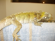 Preparing to trim his nails