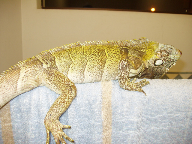 Preparing to trim his nails