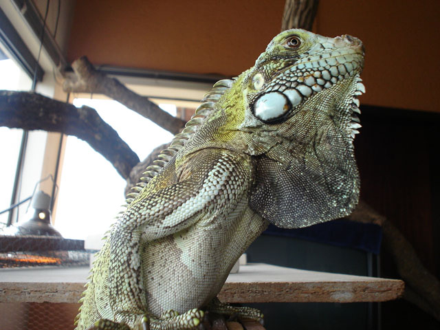 Chico during Breeding