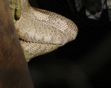 Femoral pores of a young male ig