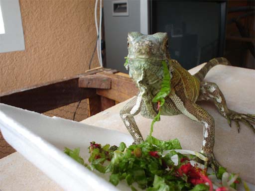 Chico...