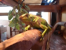 Basking...