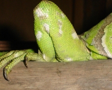 Femoral pores of a female ig