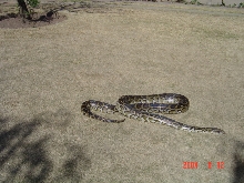 Female Burmese