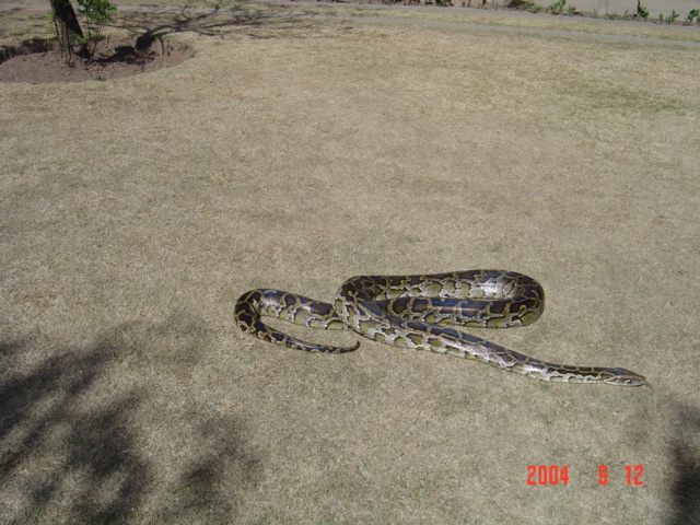 Female Burmese