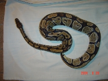 Female Ball python
