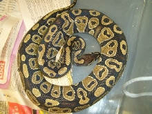 Poss het ghost female