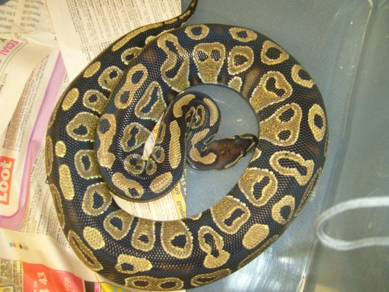 Poss het ghost female