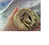 Yellowbelly female