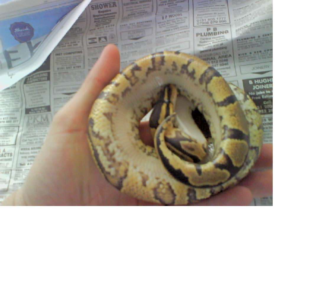 Yellowbelly female