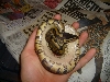 Yellowbelly Ball