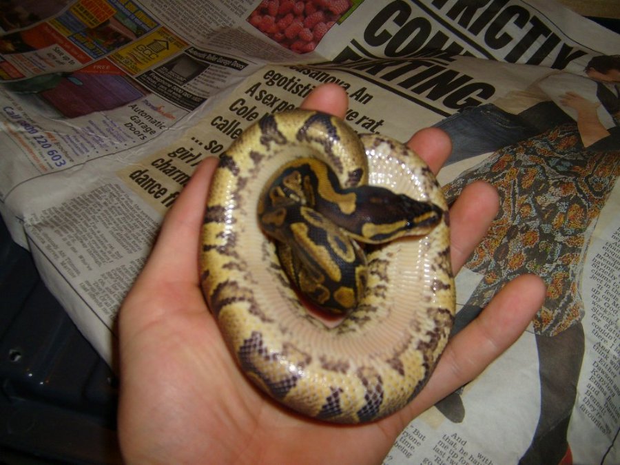 Yellowbelly Ball