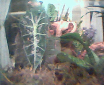 New plants