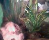 New plants