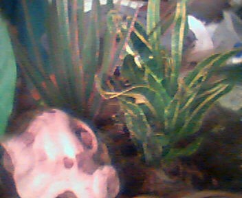 New plants