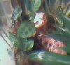New plants