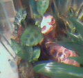 New plants