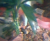 New plants