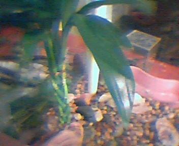 New plants