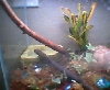 New plants